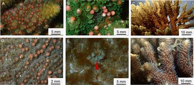 Coral spawning patterns on the Luhuitou fringing reef in Hainan Island of the northern South China Sea